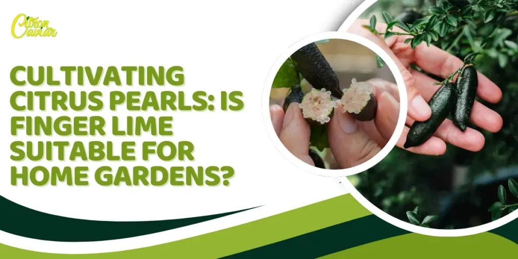 Cultivating Citrus Pearls: Is Finger Lime Suitable for Home Gardens