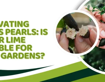 Cultivating Citrus Pearls: Is Finger Lime Suitable for Home Gardens
