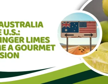 From Australia to the U.S.: How Finger Limes Became a Gourmet Obsession