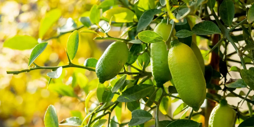 From Australia to the U.S.: Finger Limes’ Rise as a Gourmet Delight