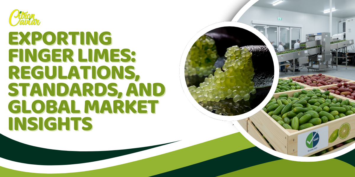 Exporting Finger Limes: Regulations, Standards, and Global Market Insights