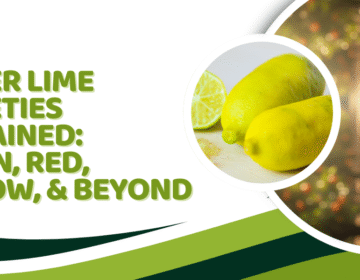 Finger Lime Varieties Explained Green, Red, Yellow, and Beyond