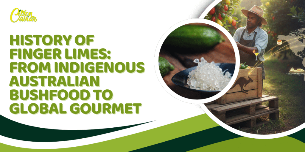History of Finger Limes: From Indigenous Australian Bushfood to Global Gourmet