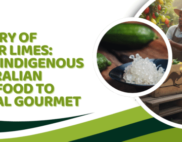 History of Finger Limes: From Indigenous Australian Bushfood to Global Gourmet