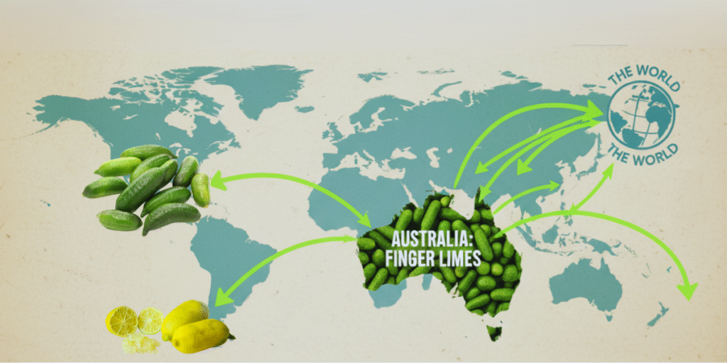History of Finger Limes: From Bushfood to Global Gourmet