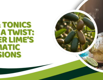 Finger Lime’s Aromatic Infusions - Creations