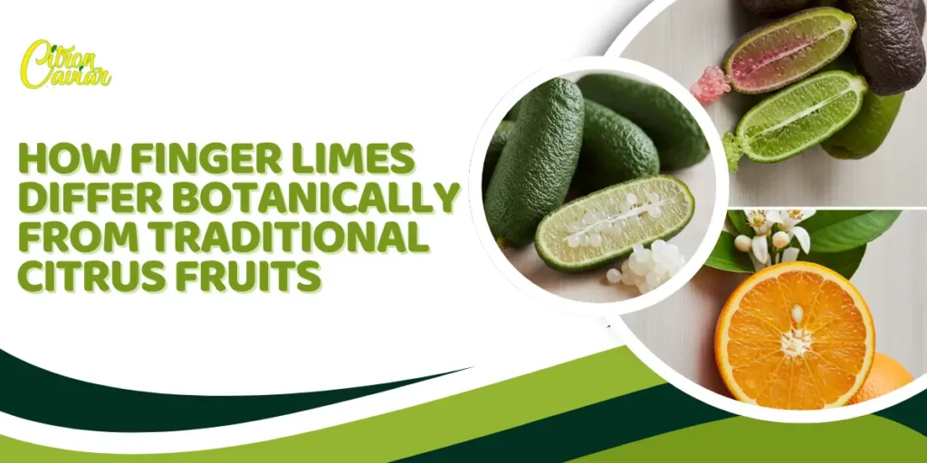 Finger Limes Differ from Other Citrus