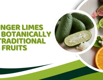 Finger Limes Differ from Other Citrus