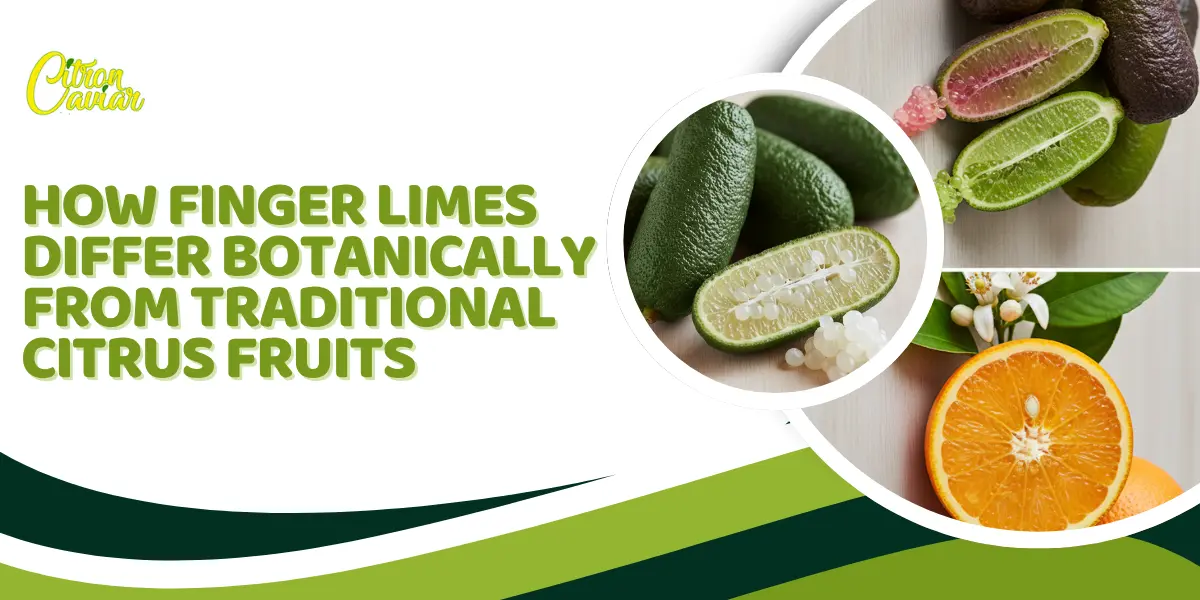 Finger Limes Differ from Other Citrus